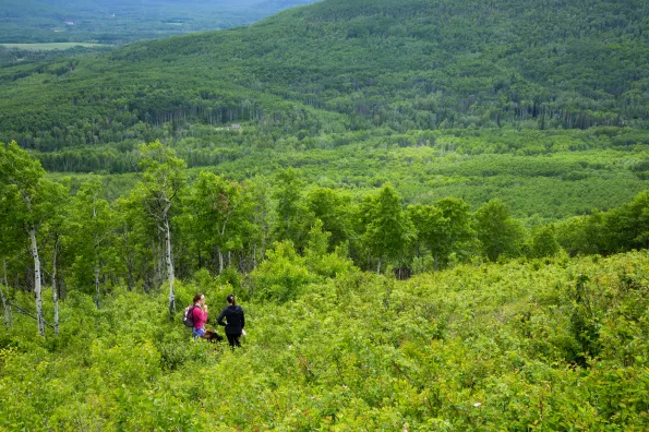 hikers in a field full of green trees