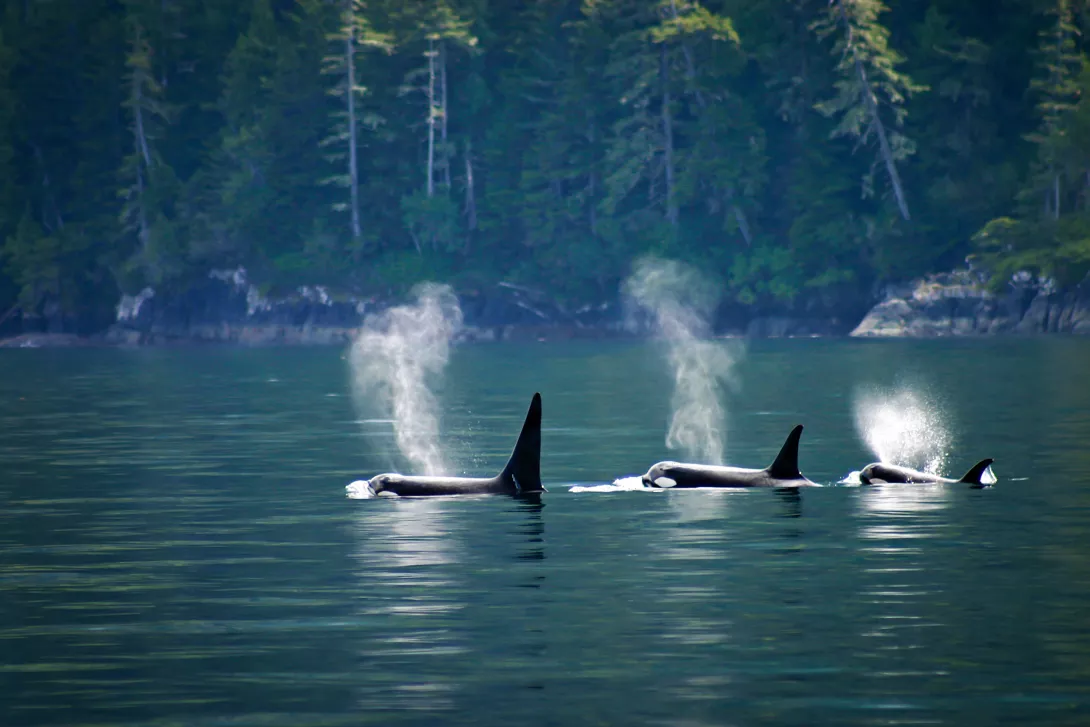 Three Orca whales in the ocean with their heads above the water.